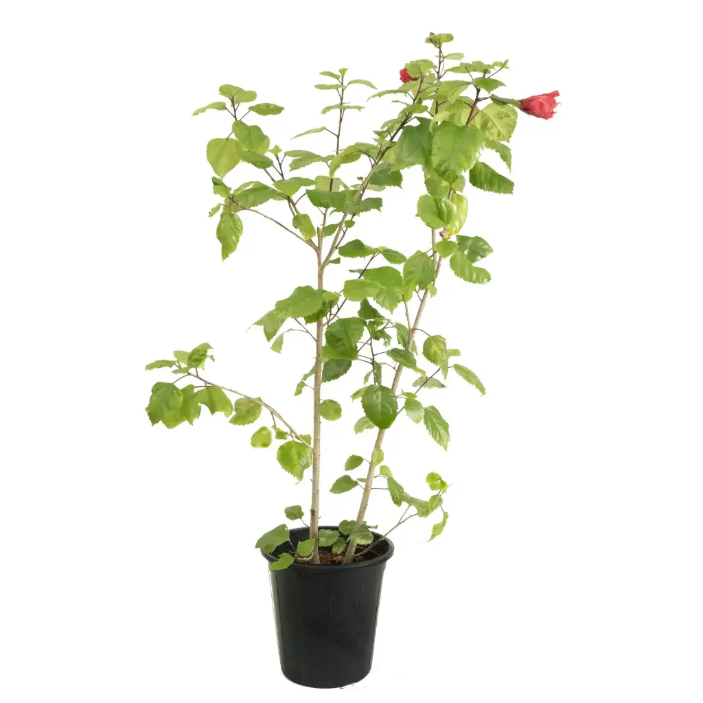 HIBISCUS 45 CM هايبسكس 