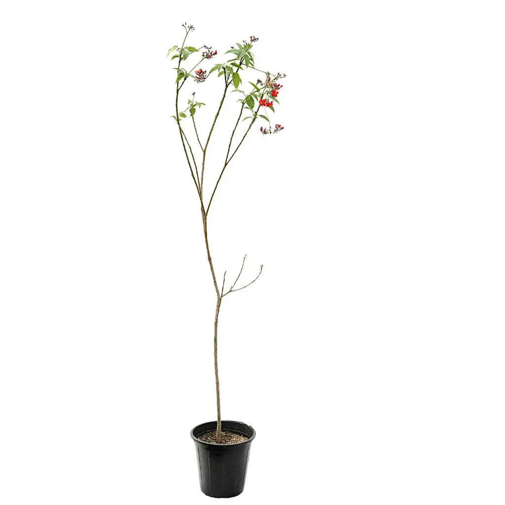 Jatropha 14 cm جتروفا 
