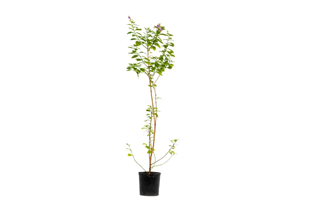 #Duranta green 14 cm دورنتا خضراء