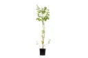 #Duranta Green 14cm دورنتا خضراء