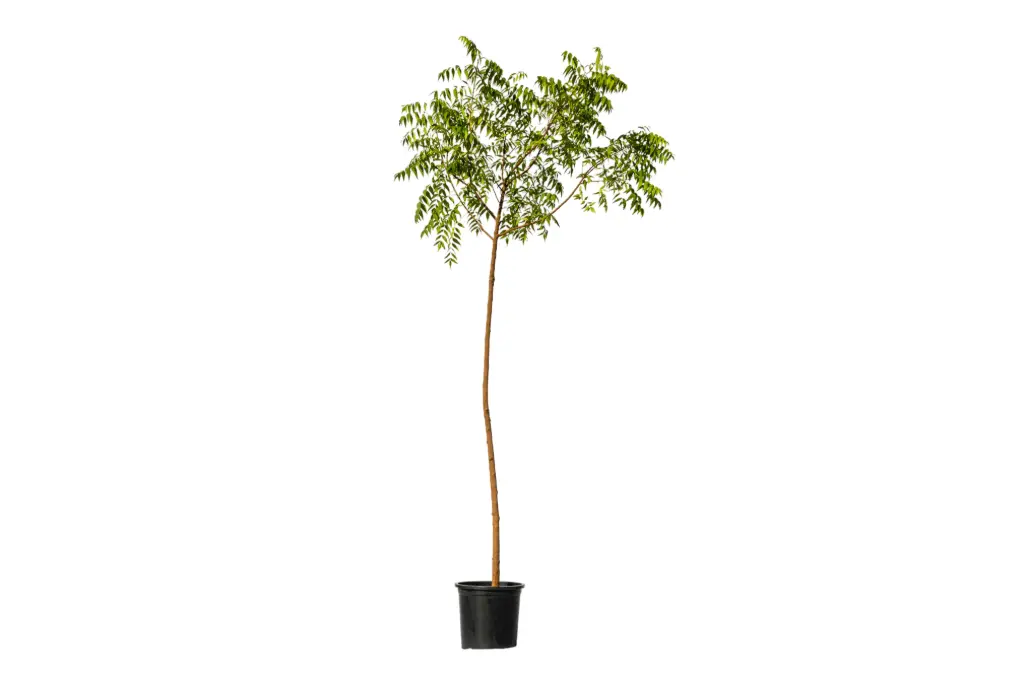 ##NEEM 1 INCH نيم