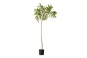 ##NEEM 1 INCH نيم