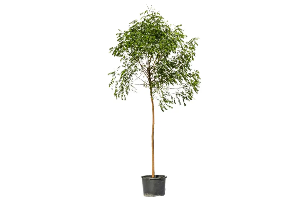 #NEEM 2 INCH نيم