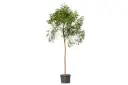 #NEEM 2 INCH نيم