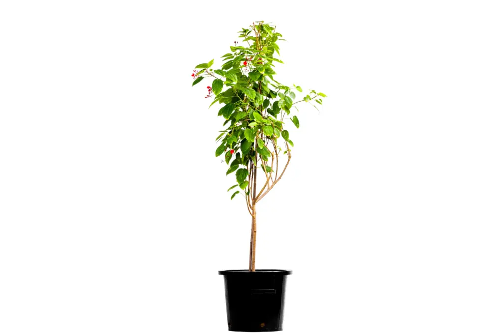 ##JATROPHA 35CM جتروفا 