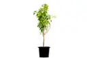 ##JATROPHA 35CM جتروفا 