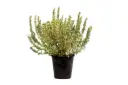#ATRIPLEX 25CM اتربلكس 