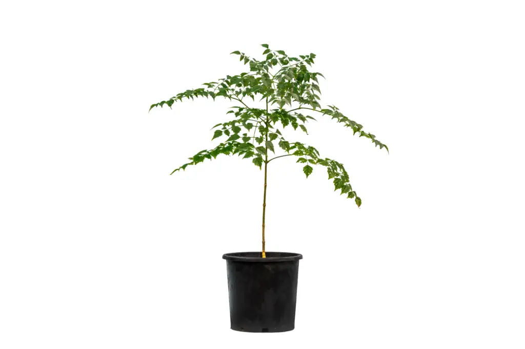 Millingtonia 25cm ملنجتونيا 