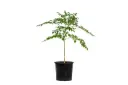 Millingtonia 25cm ملنجتونيا 