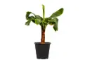 #BANANA 25CM موز