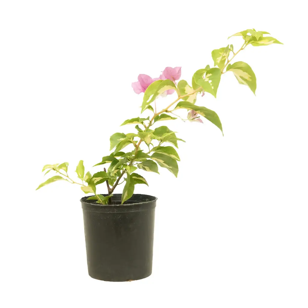 Bougainvillea Ball Variegated  25cm مجنونة كروية مبرغشة 