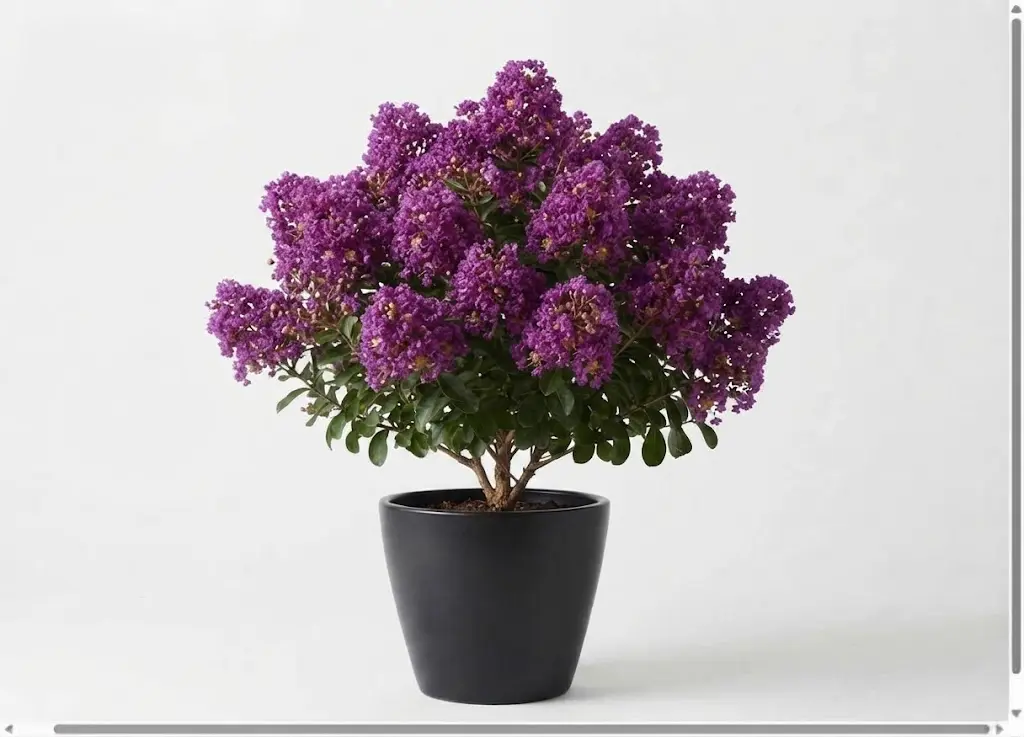 #####Lagerstroemia Purple 35 cm