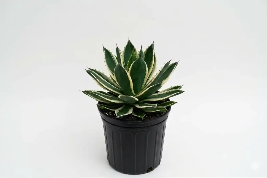 #AGAVE AMERICANA WHITE 25CM اجاف امريكي ابيض 