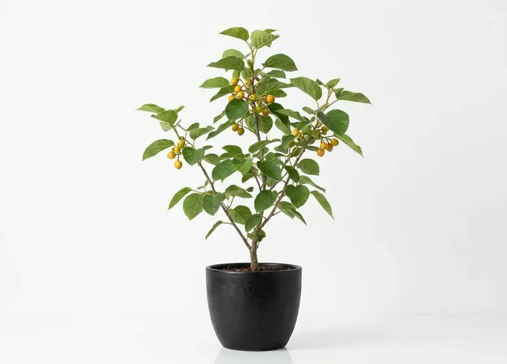 #BAMBAR TREE  شجيرة بامبر 