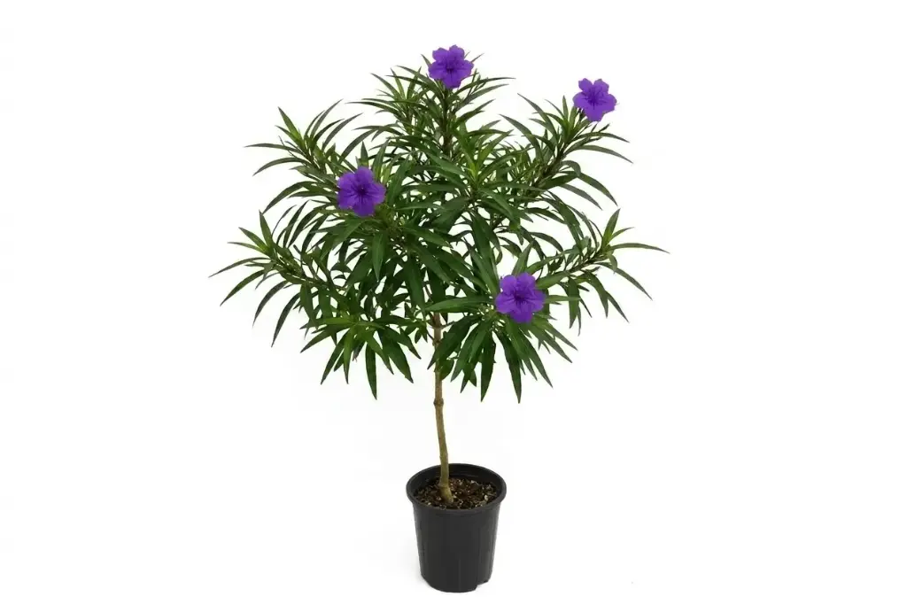 #RUELLIA  PURPLE 25CM رويليا بنفسجي