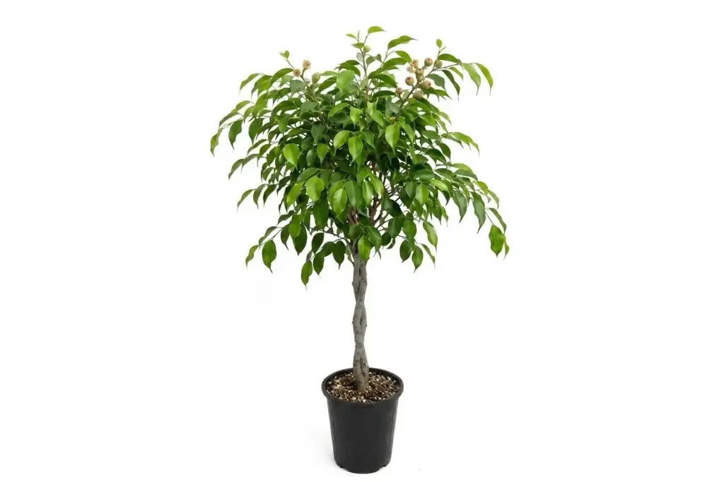 #Ficus Benjamina 35cm فيكس بنجامين