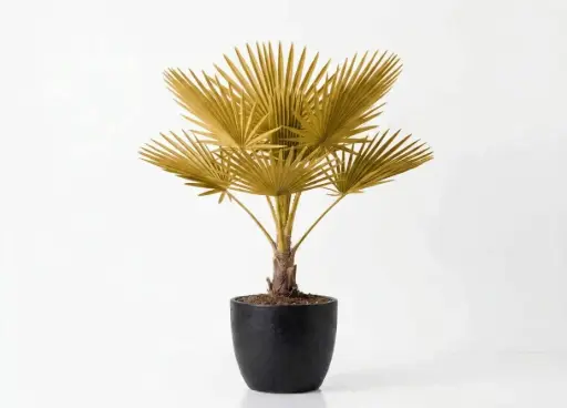 [SUL70756] Coppernicia 2.5Meter كوبرنشا دبل