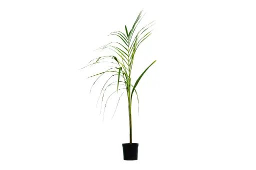 [SUL70773] Roystonea Regia 14cm نخيل الملوكي 
