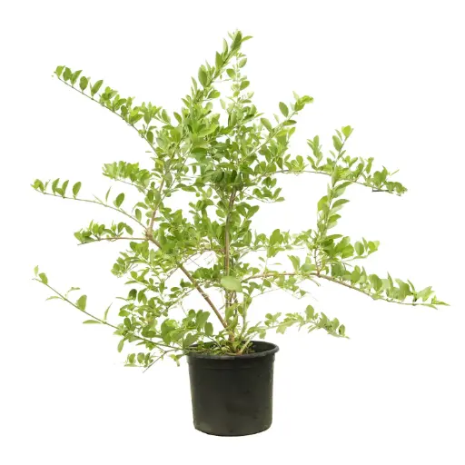 [SUL70775] Clerodendron Inerme 35cm كليرودندروم إنيرمي