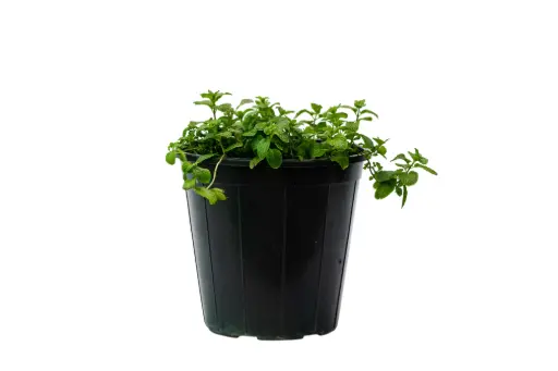 [SUL70704] Mashmom 25cm نعناع 