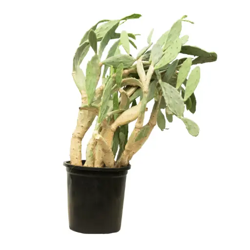[SUL70786] Barbary fig 35cm تين شوكي