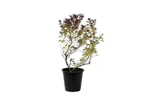 [SUL70790] vitex red 25 cm