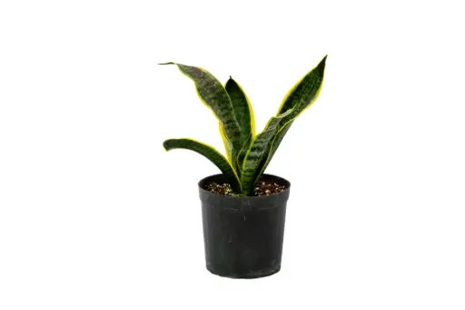[SUL70794] SANSEVIERIA YELLOW 18CM