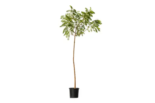 [SUL90936] NEEM 1Inch نيم