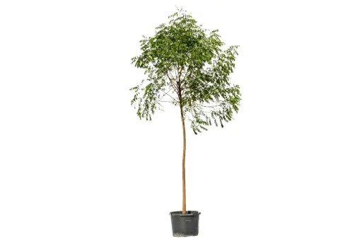 [SUL70880] NEEM 2Inch نيم