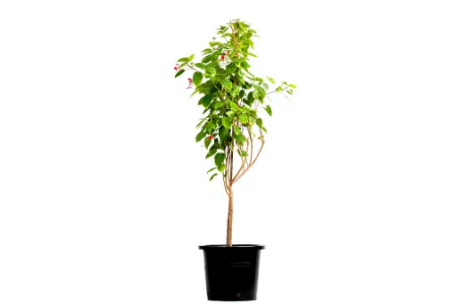 [SUL90943] JATROPHA 35CM جتروفا 