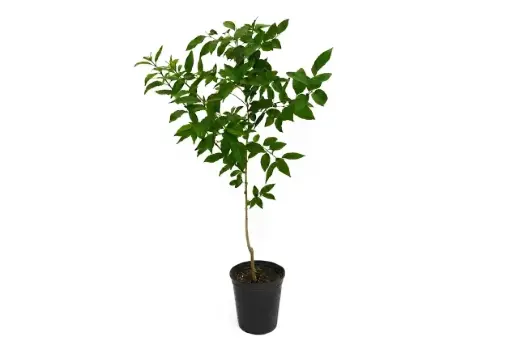[SUL909146] Daniela Green 14CM دانيلا خضراء  