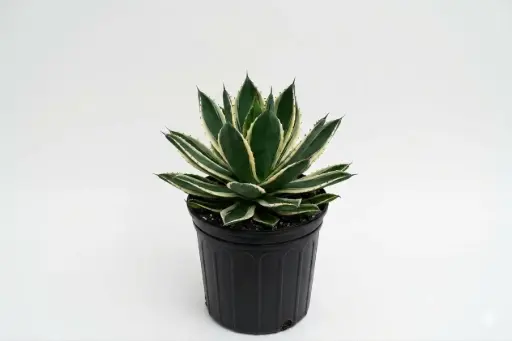 [SUL91075] AGAVE AMERICANA WHITE 25CM اجاف امريكي ابيض 
