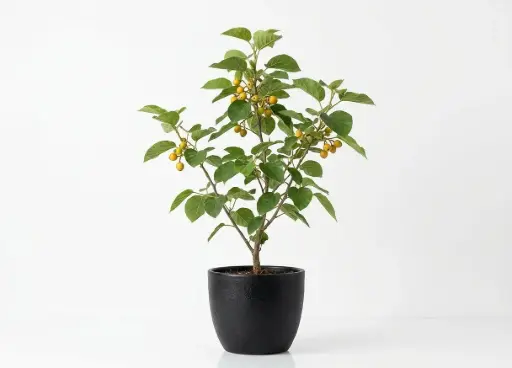 [SUL910906] BAMBAR TREE  شجيرة بامبر 