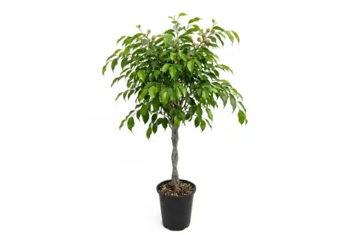 [SUL910968] Ficus Benjamina 35cm فيكس بنجامين