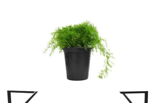 [SUL70026] Asparagus Setaceus 25cm اسبارجس 