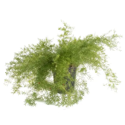 [SUL70026] Asparagus setaceus 25cm اسبارجس 