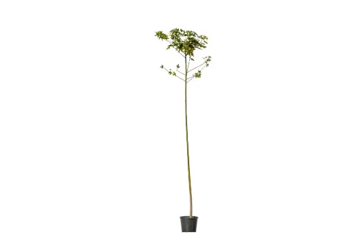[SUL70027] Brachychiton Acerifolius 25cm استركوليا 