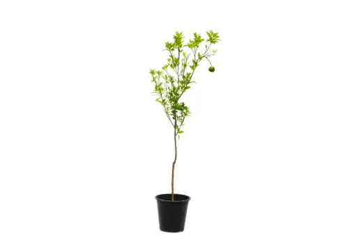 [SUL70029] Citrus Reticulata Small Egypt 25cm افندي بلدي 