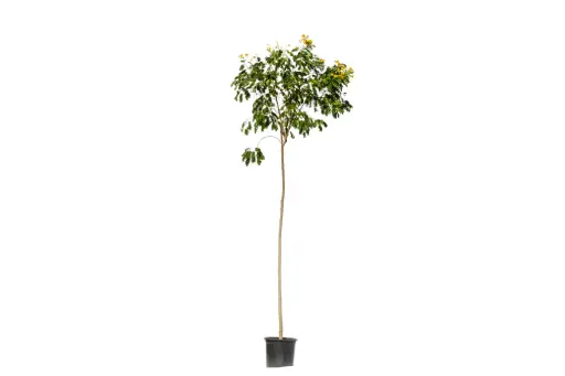 [SUL70040] CASSIA GALUACA 1.5 INCHES 35 CM اكاسيا جلوكا 