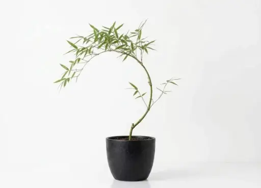 [SUL70056] CASSIA NODOOSA 1.5 INCHS 35CM اكاسيا نودوزا
