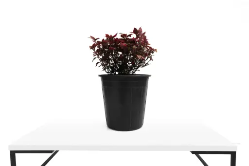 [SUL70066] Alternanthera 25cm النتيرا باكستاني 