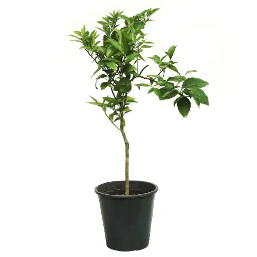 [SUL70077] Citrus Sinensis 25cm برتقال بصرة 