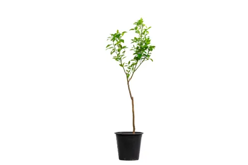 [SUL70078] CITRUS AURANTIUM 25CM برتقال سكري 