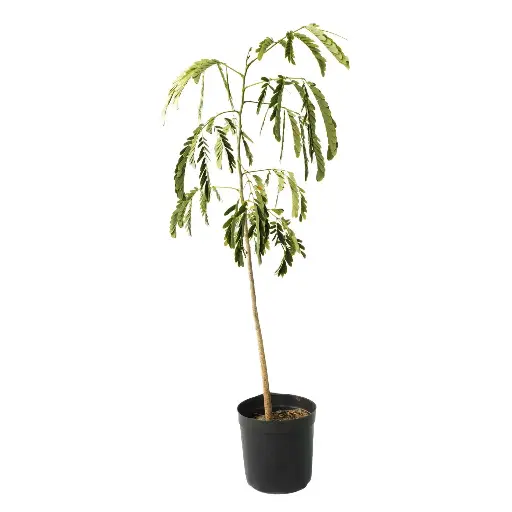[SUL70080] ALBIZIA LEBBECK 14CM PLANTS IN GROUND البيزيا لبخ 