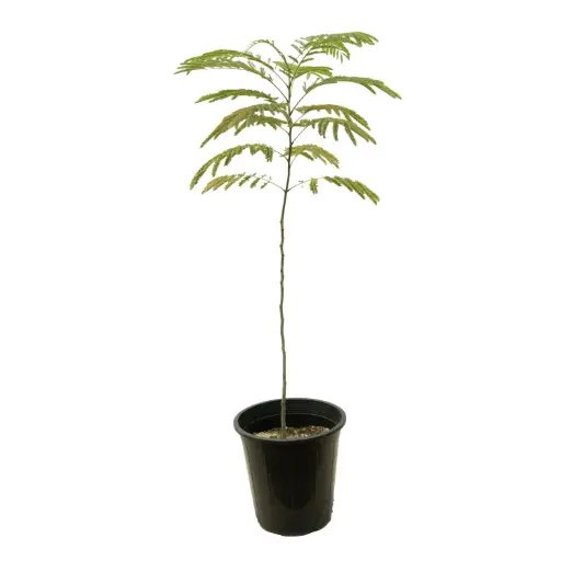 [SUL70084] CALLIANDRA 25CM كالياندرا