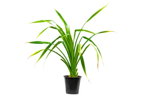 [SUL70087] Pandanus 25cm 