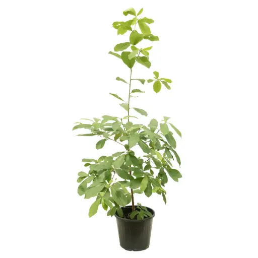 [SUL70105] ترمناليا منافي 25سم