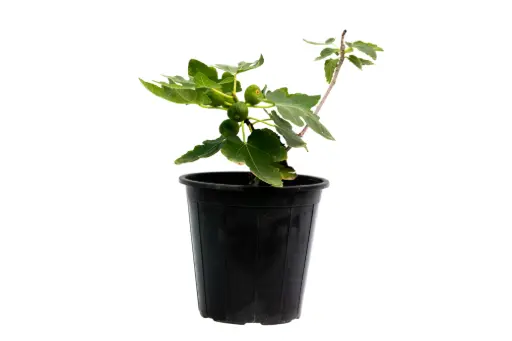 [SUL70127] SPANISH FIG 25CM