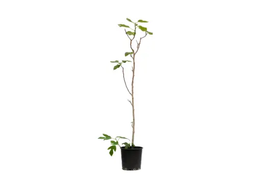 [SUL70128] SPANISH FIG 30CM تين اسباني 