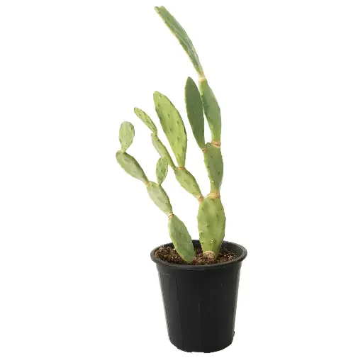 [SUL70132] Barbary Fig 25cm تين شوكي